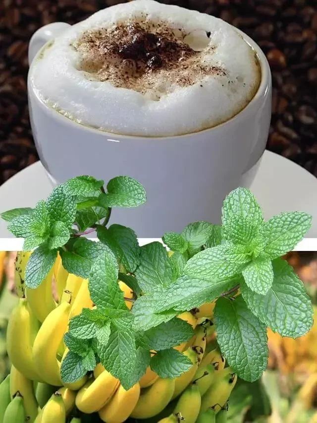 Receita de Cappuccino com Banana e Hortelã