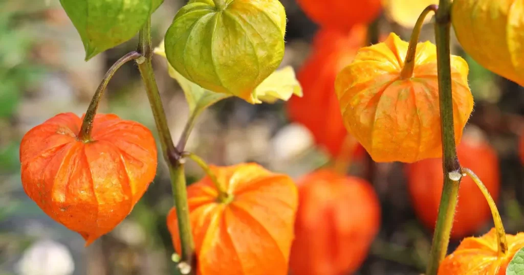 Já ouviu falar de Physalis? Conheça a fruta exótica e seus benefícios