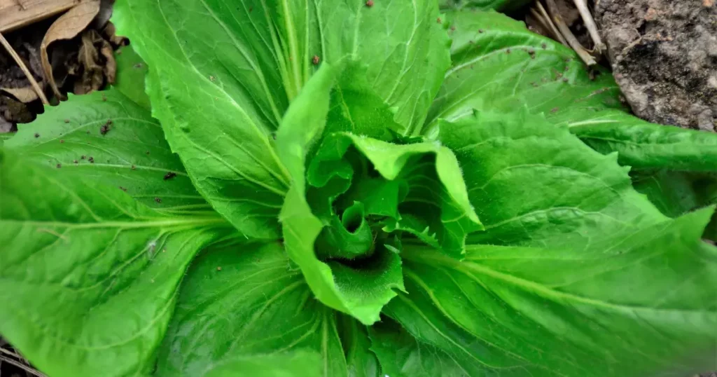 Conhece o Almeirão? Saiba sobre esta planta cheia de benefícios e fácil de cultivar