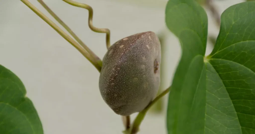 Cará-Moela: Um Tubérculo pouco conhecido com Segredos Culinários deliciosos e Benéficos