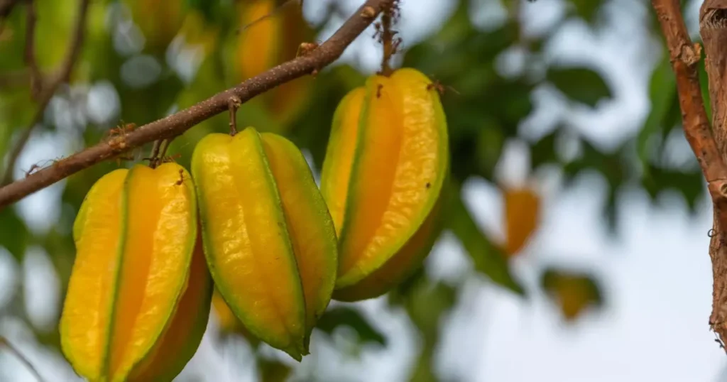 Carambola, uma fruta pouco consumida no Brasil e você não sabe o que está perdendo