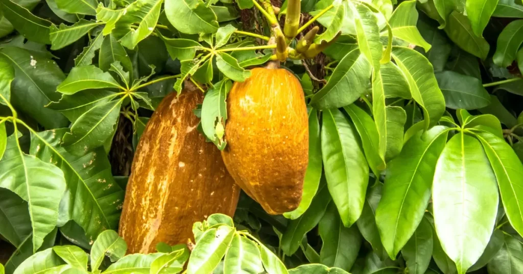 Descubra os Segredos da Castanha-do-Maranhão: Uma Delícia Nutritiva e Sustentável