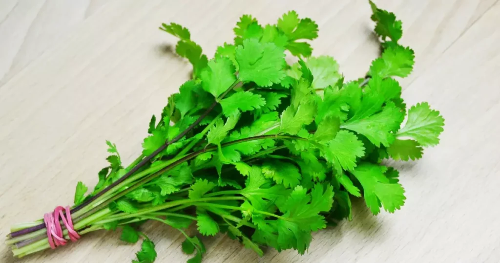 A Magia do Coentro: Benefícios, Propriedades e Receitas para Saborear