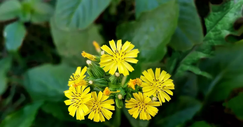 Crepis japonica: Benefícios para a saúde, Cultivo e sua versatilidade em saladas”