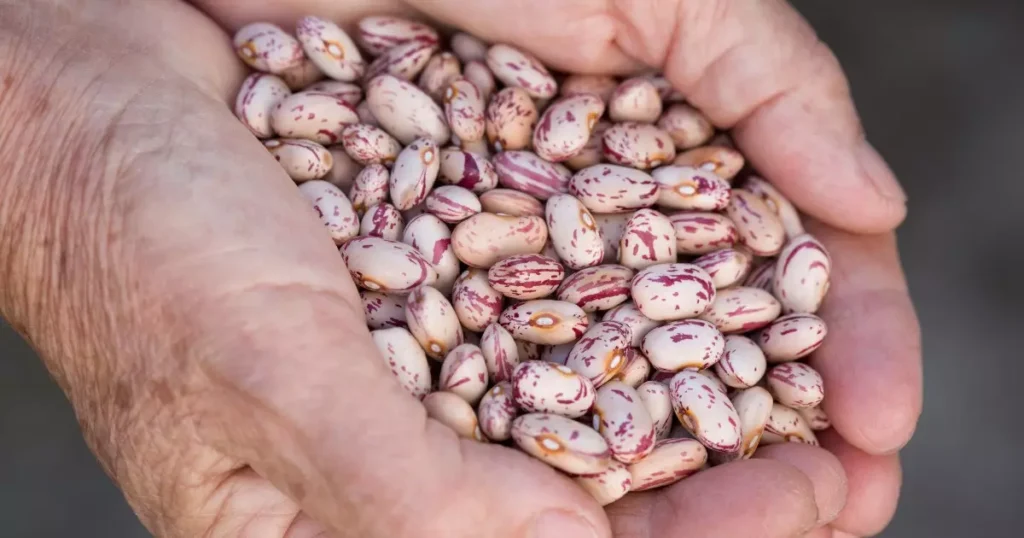 Feijão Rajado: Descubra os Inúmeros Benefícios Desse Delicioso Grão