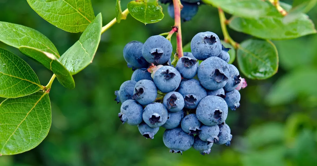 5 Frutas Azuis Surpreendentes e Nutritivas para uma Dieta Saudável