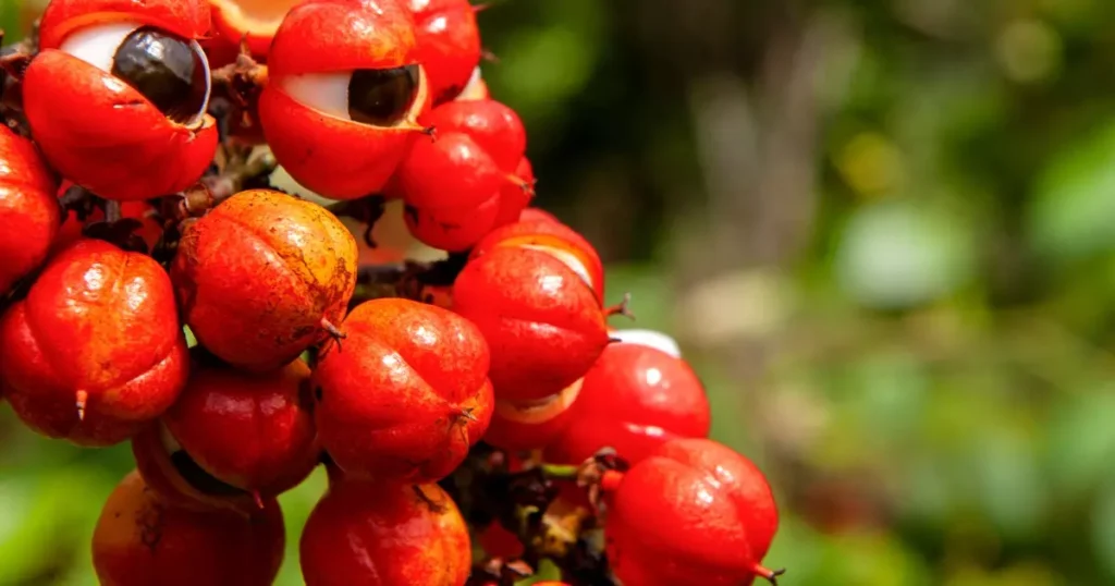 Guaraná: Descubra os Segredos da Energética e Deliciosa Fruta
