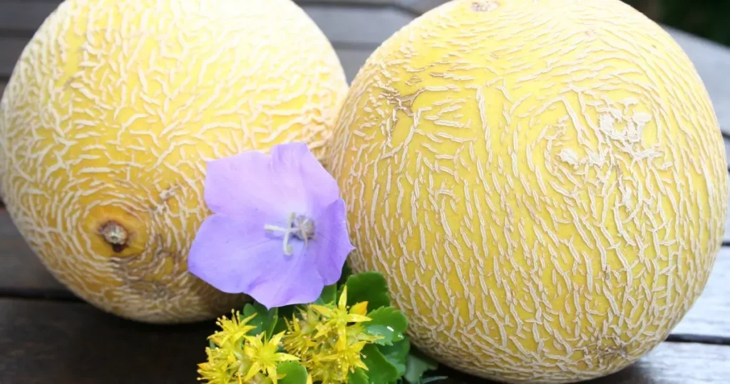 Melão Galia: Descubra Porque Ele é o Favorito dos Amantes de Frutas