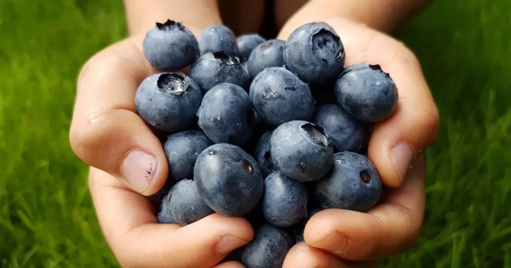 Conheça os Motivos pelos quais você precisa comer mais Mirtilo