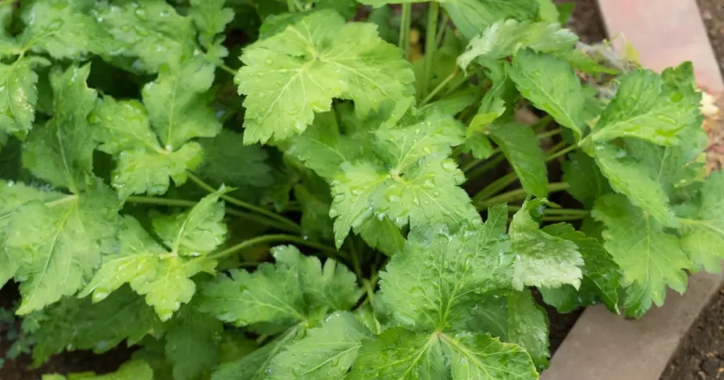 Descubra os Surpreendentes Benefícios da Mitsuba que Irão Transformar seu cardápio