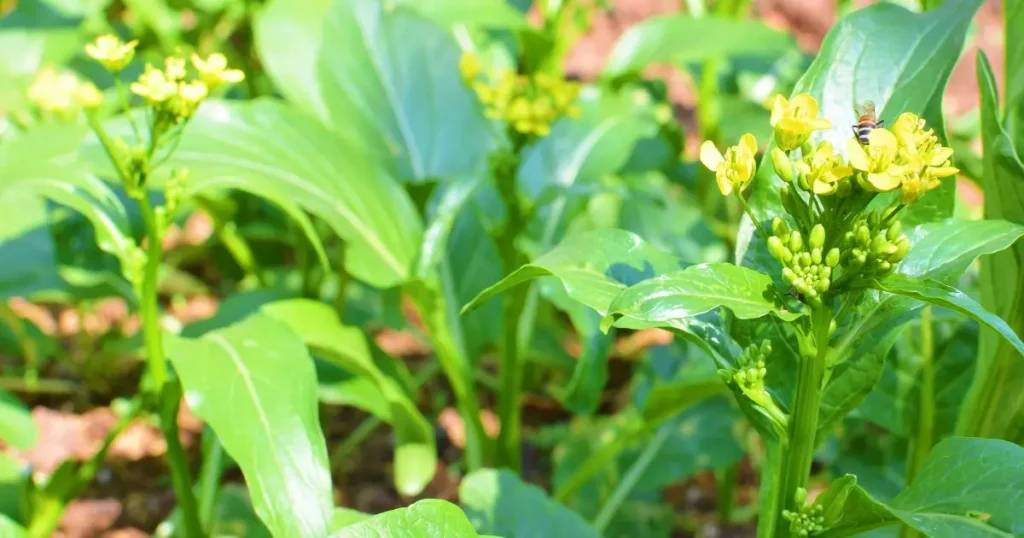 Conheça a Mostarda: Uma Verdura Repleta de Propriedades e Receitas Deliciosas