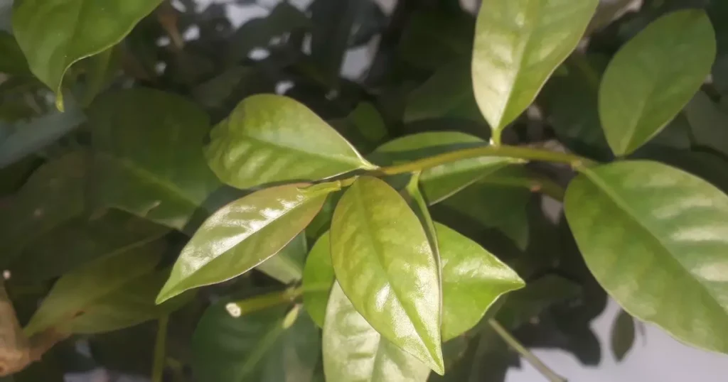 Ora-pro-nobis: Benefícios e tudo que você precisa saber sobre essa planta