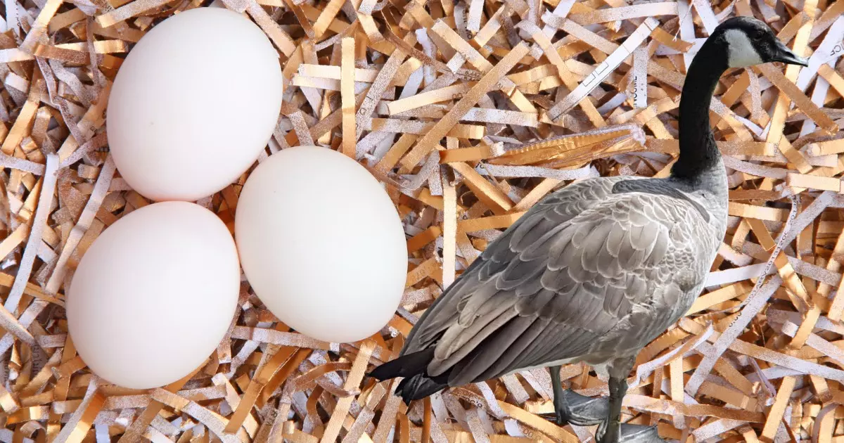 Motivos para comer mais Ovos de Pato: veja os incríveis benefícios