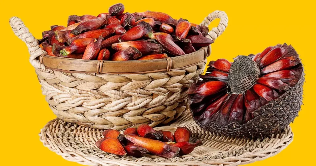 Veja os benefícios que o pinhão possui. Poucos acreditam