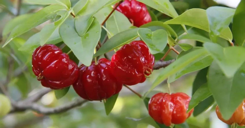 Pitanga – Saiba por que essa Fruta Irresistível é uma das mais nutritivas e cheia de benefícios