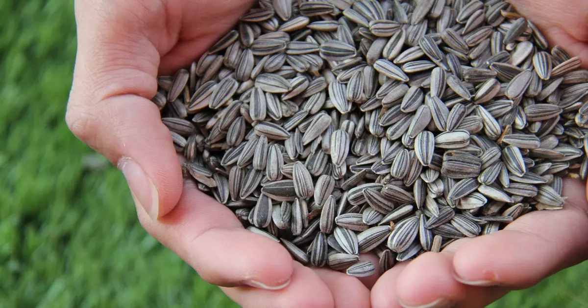 Se você soubesse os benefícios das sementes de girassol, não daria tudo para os passarinhos