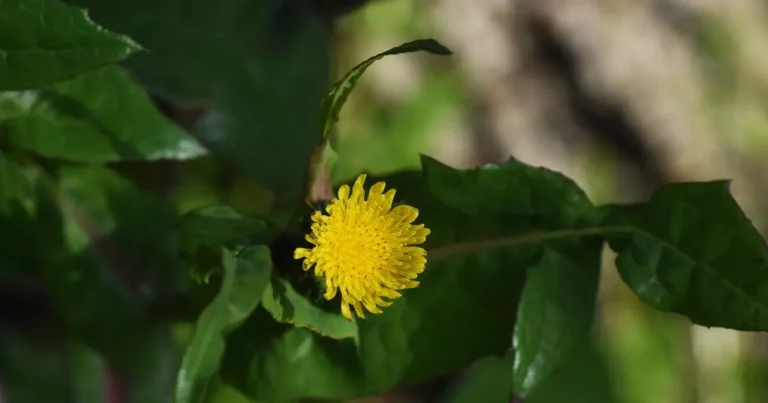 folhas de serralha
