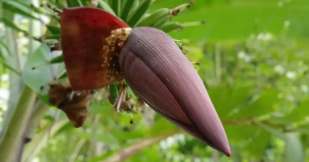 Umbigo de Banana: Benefícios surpreendentes para o Coração