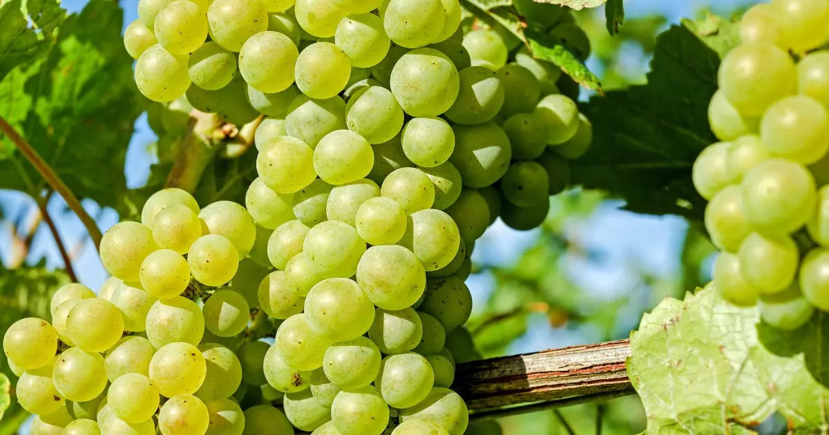 Conheça os Incríveis Benefícios e Deliciosas Maneiras de Consumir a Uva Verde