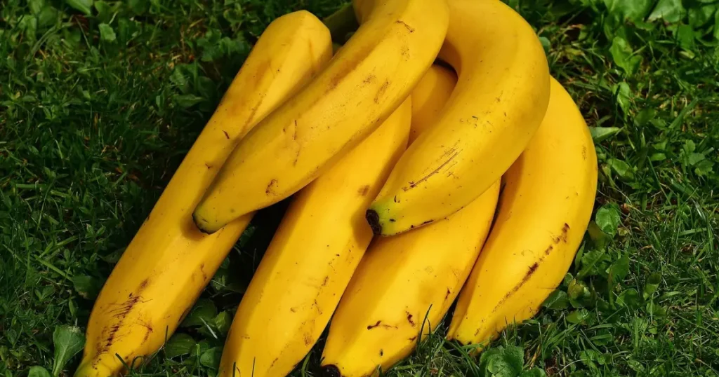 Banana: Da Mesa ao Medicamento – Potencial Terapêutico Revelado por Pesquisa