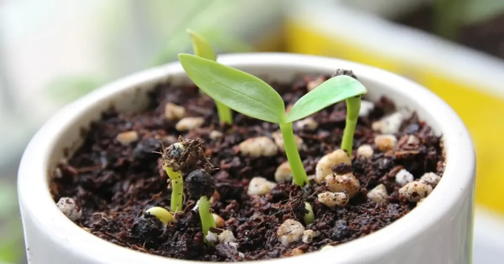 O vegetal que renova suas articulações e combate dores nos joelhos