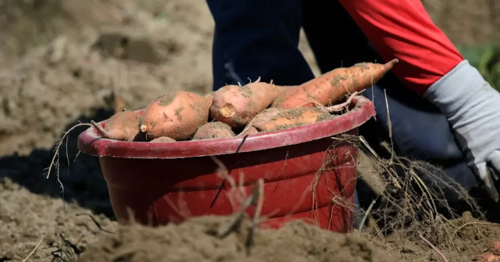 Batata-Doce: Método de Preparo Pode Transformar Seu Índice Glicêmico