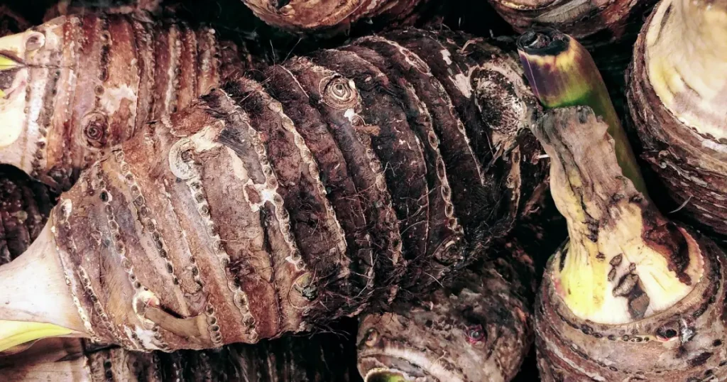 Inhame na Nutrição Enteral: A Inovação da UFPB para Saúde e Prevenção de Doenças